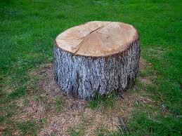 Best Tree Cabling and Bracing  in Putney, GA