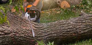 Best Palm Tree Trimming  in Putney, GA