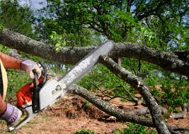 Lawn Renovation and Restoration in Putney, GA