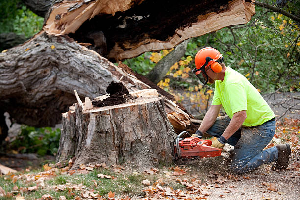 Professional Tree Services in Putney, GA