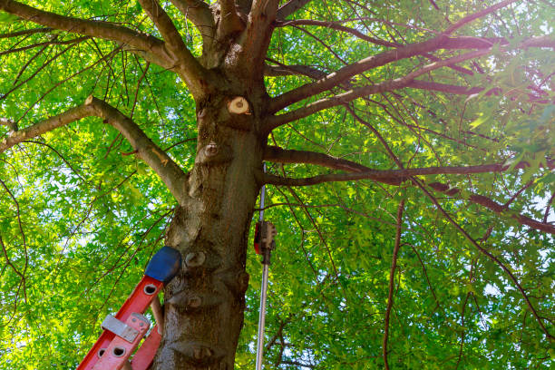 How Our Tree Care Process Works  in  Putney, GA